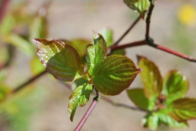 Cornus alba 'Cesselnningii' - svída bílá - jarní pučení (2)