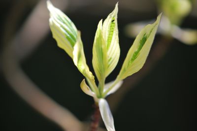 Cornus controversa 'Variegata' - svída sporná
