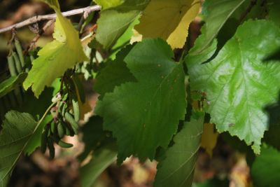 Corylus colurna - líska turecká