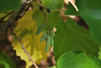 Corylus colurna - líska turecká  