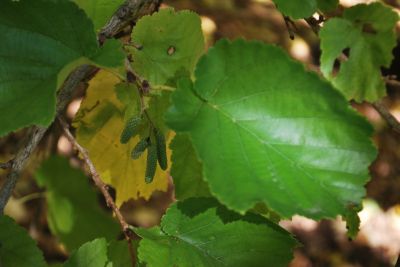Corylus colurna - líska turecká   