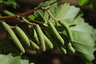 Corylus colurna - líska turecká 