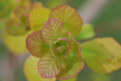 Cotinus coggygria 'Golden Spirit' - ruj vlasatá 'Golden spirit' - jarní výhonky