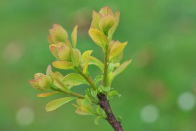 Cotinus coggygria 'Golden Spirit' - ruj vlasatá 'Golden spirit' - jarní výhonky (2)