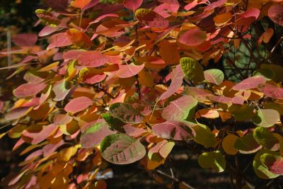 Cotinus coggygria 'Golden Spirit' - ruj vlasatá - podzim