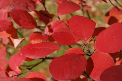 Cotinus coggygria 'Royal Purple' - ruj vlasatá - podzim