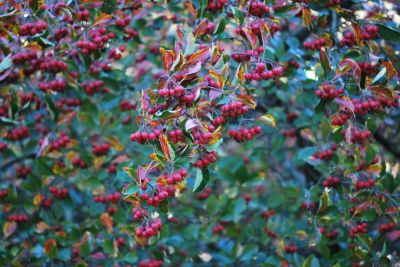 Crataegus crus-galli - hloh kuří noha