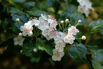 Crataegus laevigata 'Gireoudii'- hloh obecný - květy
