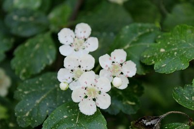 Crataegus laevigata 'Gireoudii'- hloh obecný - květy