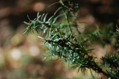 Cryptomeria japonica 'Ellegans compacta' - kryptomerie japonská