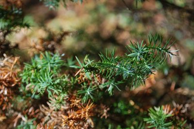 Cryptomeria japonica 'Ellegans compacta' - kryptomerie japonská 