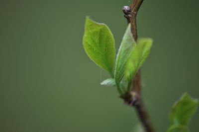 Cudrania tricuspidata - kudránie trojlaločná - jarní rašení