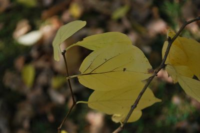 Cudrania tricuspidata - kudránie trojlaločná - podzim