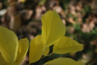 Cudrania tricuspidata - kudránie trojlaločná - podzim 