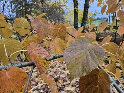 Davidia involucrata - davidie listenová