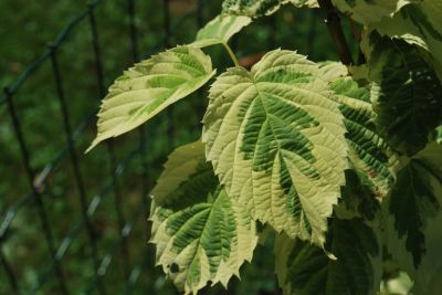 Davidia involucrata 'Lady Sunshine' - davidie listenová