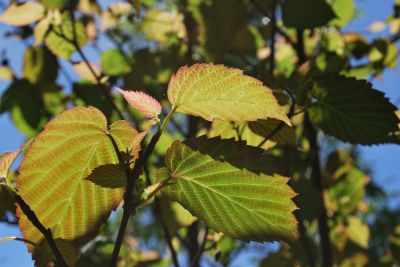 Davidia involucrata 'Vilmoriniana' - davídie listenová - jarní listy - rub