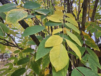 Decaisnea Fargesii - decaisnea Fargasova