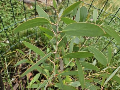 Eucalyptus pauciflora ssp. niphophila blahovičník - sněhový