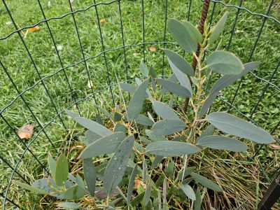 Eucalyptus pauciflora subsp. niphophila - blahovičník sněhový