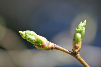 Eucommia ulmoides - gumojilm jilmovitý