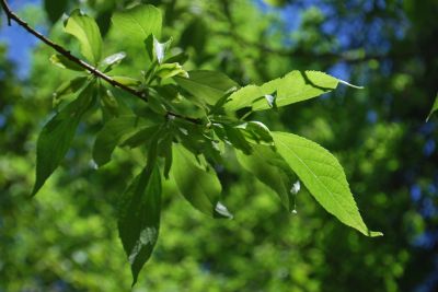 Eucommia ulmoides - gumojilm jilmovitý - listy a plodenství