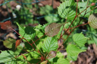 Euptelea pleiosperma - jilmovník Franchetův