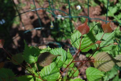 Euptelea pleiosperma - jilmovník Franchetův 
