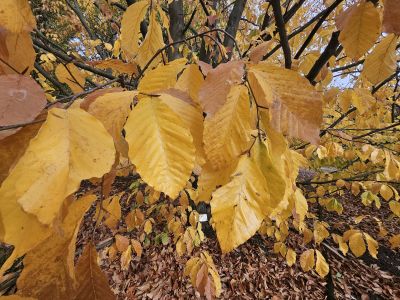 Fagus orientalis - buk východní - podzim