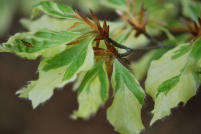 Fagus sylvatica 'Albovariegata' - buk lesní - jarní listy