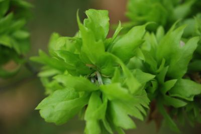 Fagus sylvatica 'Crarae' - buk lesní - jarní listy