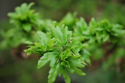 Fagus sylvatica 'Cristata' - buk lesní - jarní rašení
