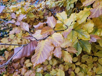 Fagus sylvatica 'Franken' - buk lesní