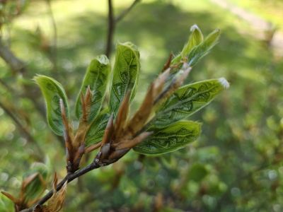 Fagus sylvatica 'Greenwood' - buk lesní - rašící listy - jaro