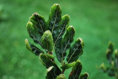 Fagus sylvatica 'Greenwood' - buk lesní