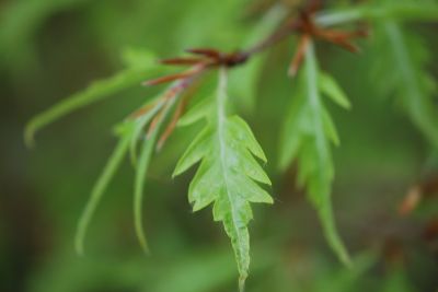 Fagus sylvatica 'Mercedes' - buk lesní - jarní list