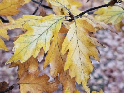 Fagus sylvatica 'Quercifolia' - buk lesní