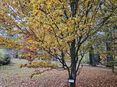 Fagus sylvatica 'Quercifolia' - buk lesní 
