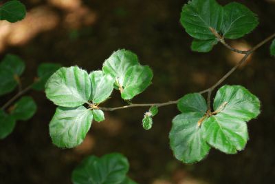 Fagus sylvatica 'Rotundifolia' - buk lesní - listy