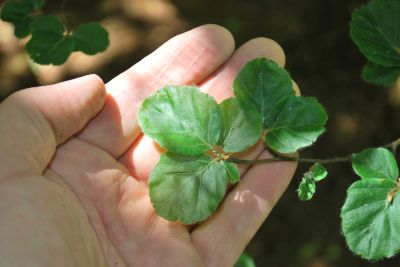 Fagus sylvatica 'Rotundifolia' - buk lesní - listy - detail