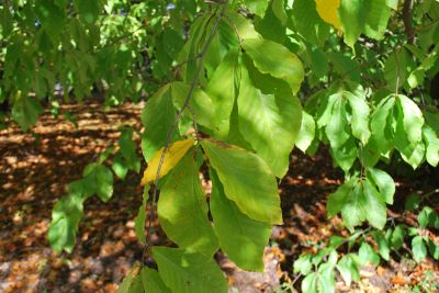 Fagus × taurica - buk taurský (kříženec F. orientalis × F. sylvatica) 