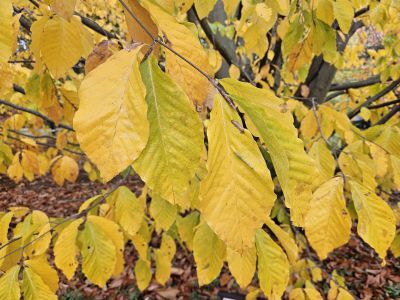 Fagus × taurica - buk taurský (kříženec F. orientalis × F. sylvatica) - podzim
