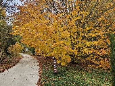 Fagus × taurica - buk taurský (kříženec F. orientalis x F. sylvatica) - podzim 