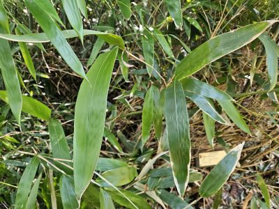 Fargesia rufa - bambus