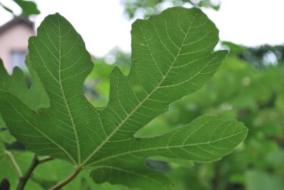 Ficus carica - fíkovník smokvoň - list