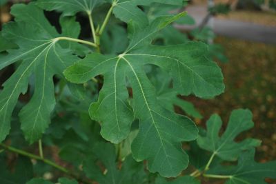 Ficus carica - fíkovník smokvoň - listy