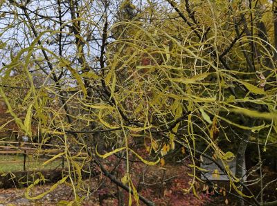 Fraxinus excelsior 'Erosa' - jasan ztepilý