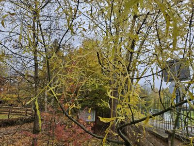Fraxinus excelsior 'Erosa' - jasan ztepilý 