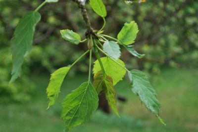 Fraxinus excelsior 'Heterophylla Pendula' - jasan ztepilý - jarní listy