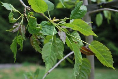 Fraxinus excelsior 'Heterophylla Pendula' - jasan ztepilý - jaro
